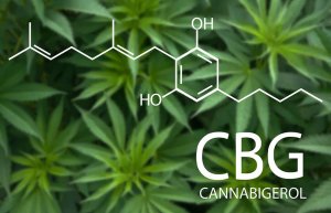 ČO JE CBG ? Cannabigerol (CBG) - nová nádej?