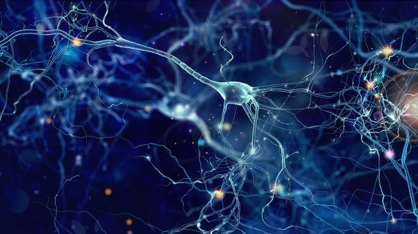 Kanabis (CBD) a rast mozgových buniek